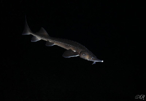 Sturgeon by Veronika Matějková 